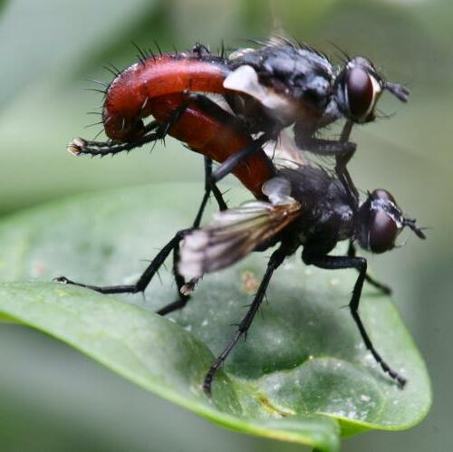 Réf. 303 410 : Cylindromyia bicolor